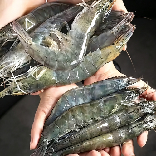 Fresh Caught Whole Unpeeled Prawns