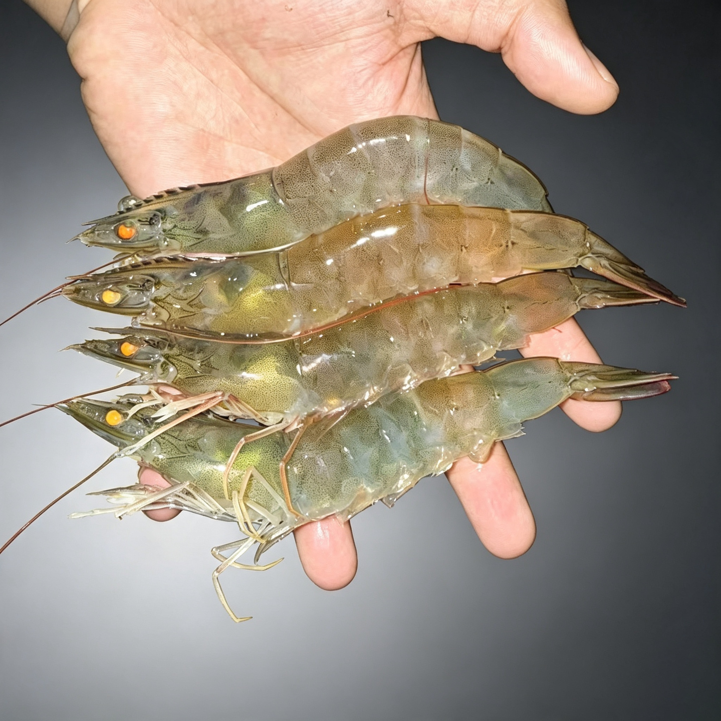Fresh Caught Whole Unpeeled Prawns